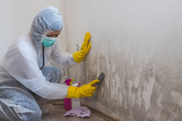 Best Commercial Mold Removal  in Eden Isle, LA